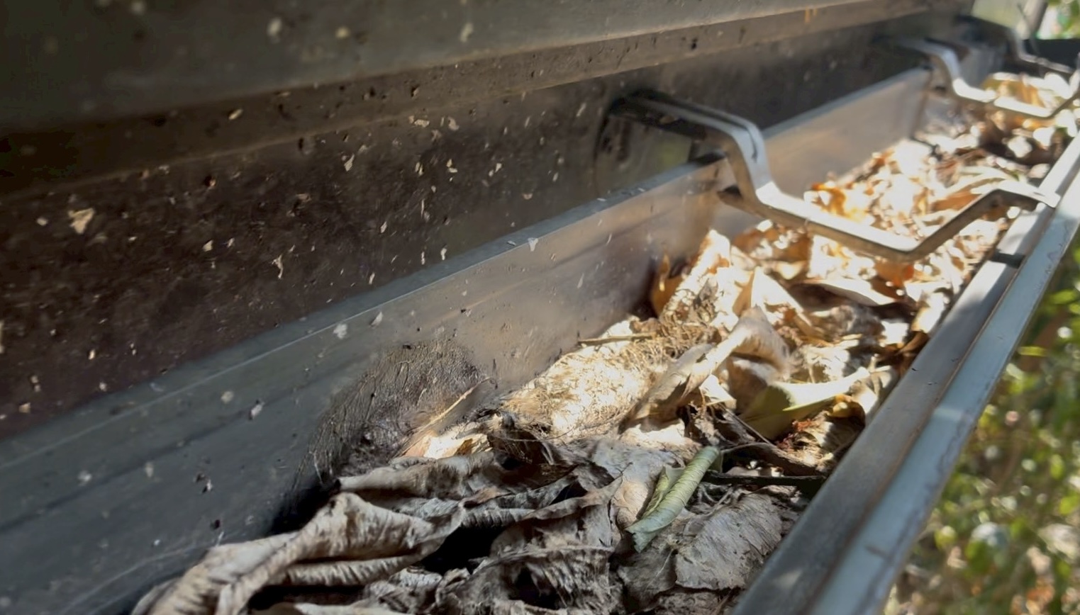 軒樋の半分以上が落ち葉で埋まっている